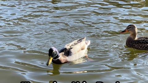 ducks