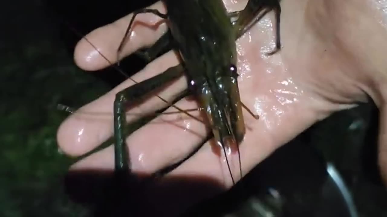 Big Claw River Shrimp! #shorts