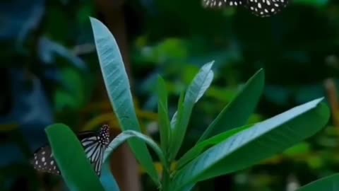Natural videos butterfly and beautiful seens
