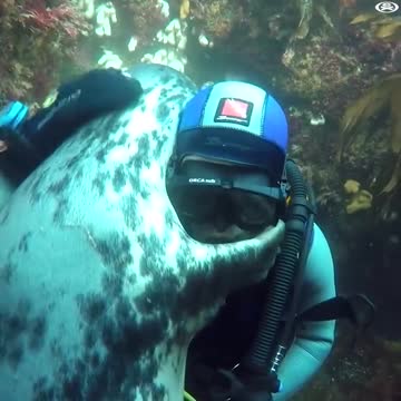 #BenBurville e la foca coccolona