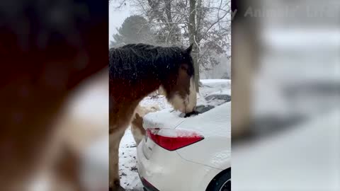 funny animal video