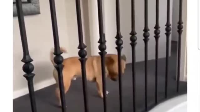 A prank on his friend because he is short Bully doggy 😂 🤣🐶