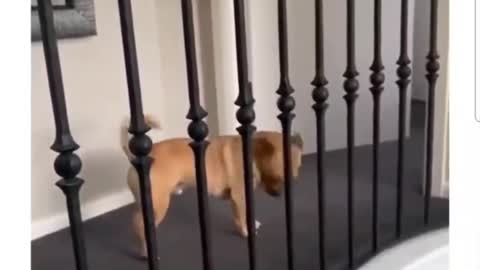 A prank on his friend because he is short Bully doggy 😂 🤣🐶