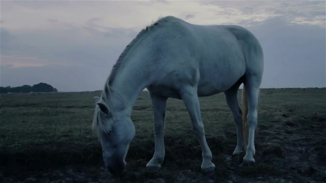 Lone horse at night