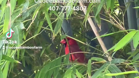 Look At This Cardinal Bird in our Beautiful Bamboo Plants 407-777-4807 Ocoee Bamboo Farm