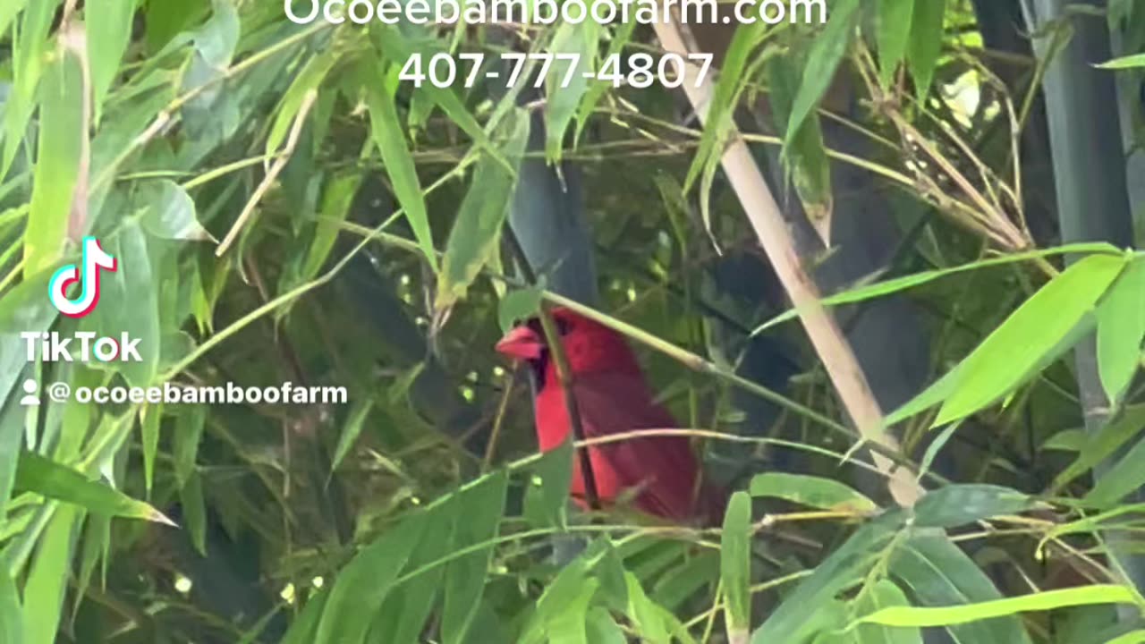 Look At This Cardinal Bird in our Beautiful Bamboo Plants 407-777-4807 Ocoee Bamboo Farm