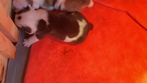 English bulldog puppies