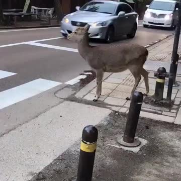 Adorable deer waiting for traffic to stop before crossing
