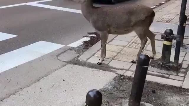 Adorable deer waiting for traffic to stop before crossing