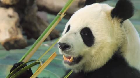 As the camera zoomed in on the busy # panda
