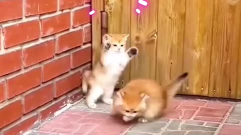 Cats Kittens Play