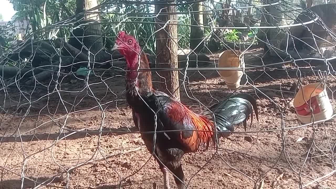 a good chicken at my house they are to training 5.12. 2022#thina official