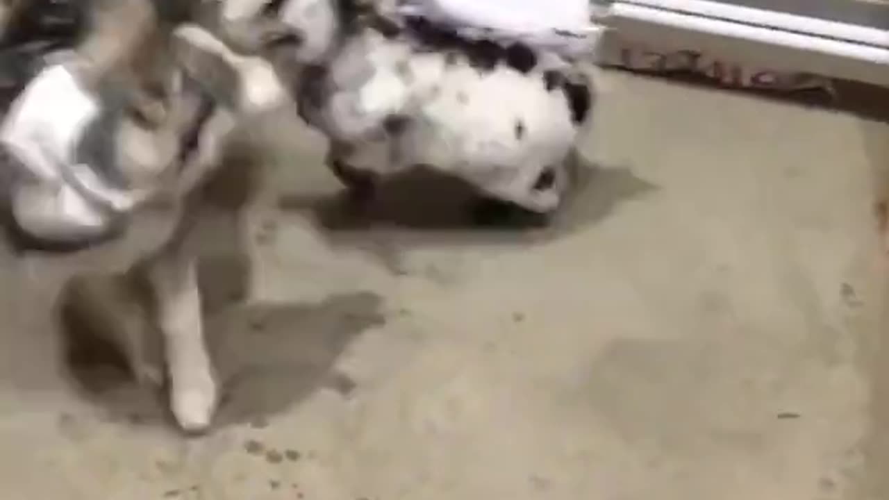 dog vs goat