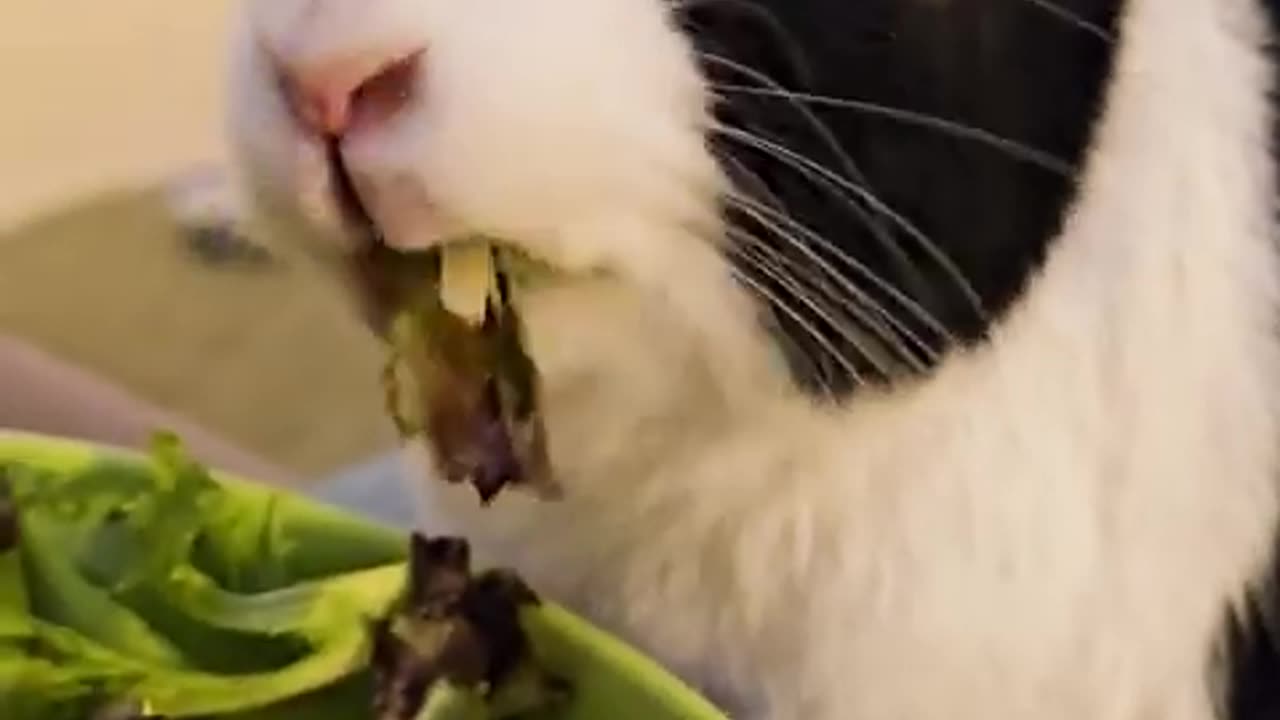 My Rabbit Eating Salad