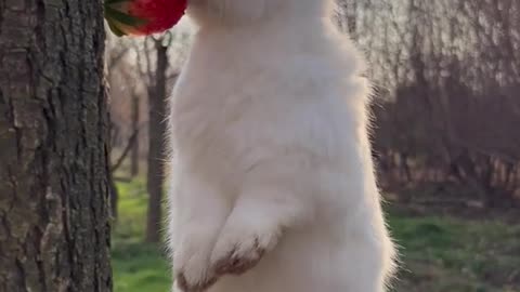 bunny on a bark of tree