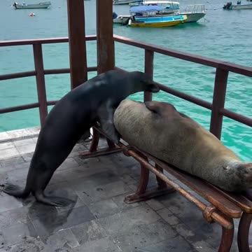 The early seal gets the bench 😂😂