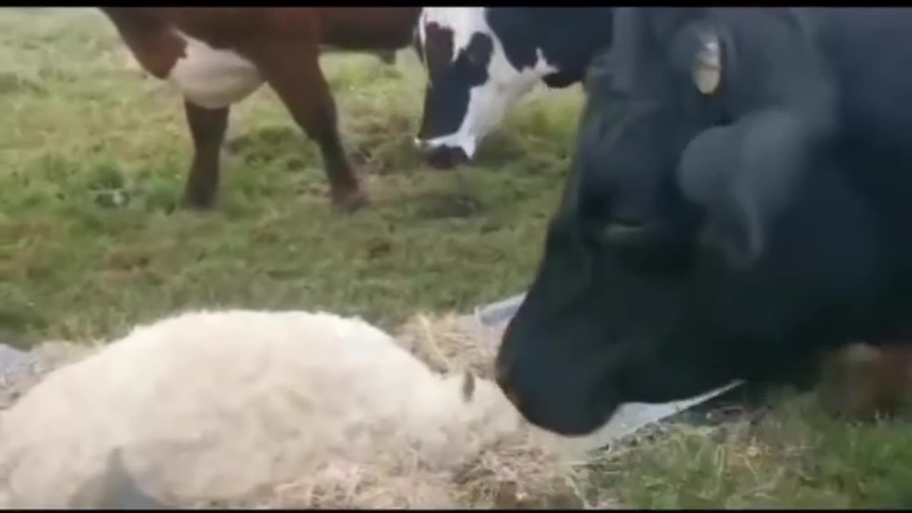 Cows saying buy to there friend