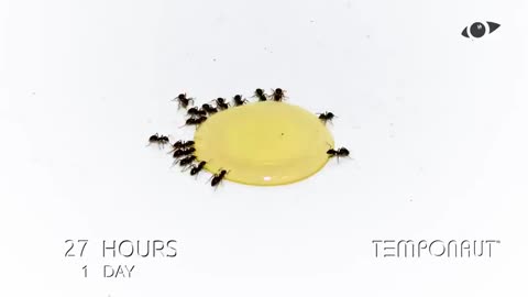 Honey Time-Lapse ...