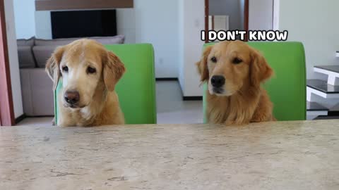 DOG REVIEWS FOOD WITH SISTER- Our Pets 🐶