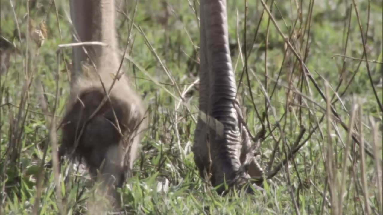 Three Cheetahs Vs Ostrich | Life | BBC Earth