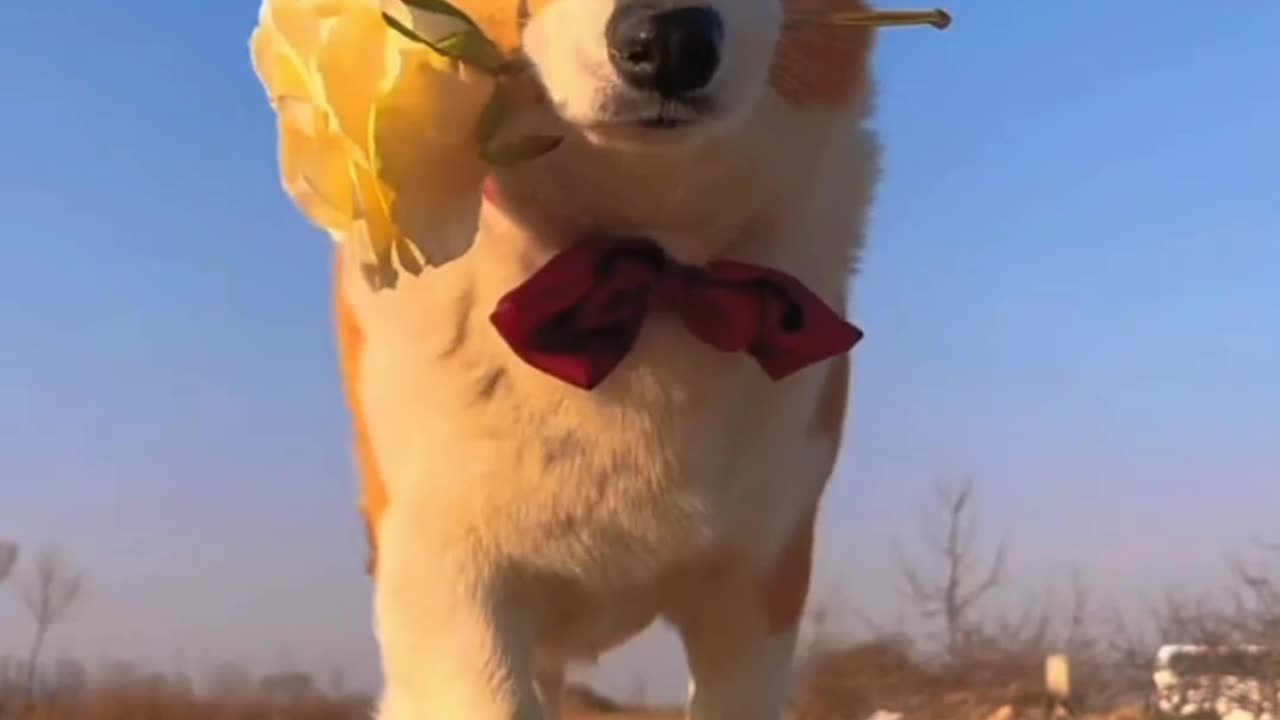 flower in a dog mouth