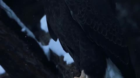 The Golden Eagle Beautiful Look 😍