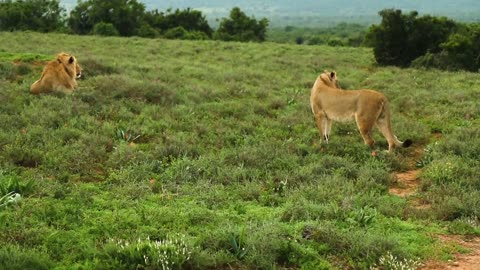 Kingdom of lions