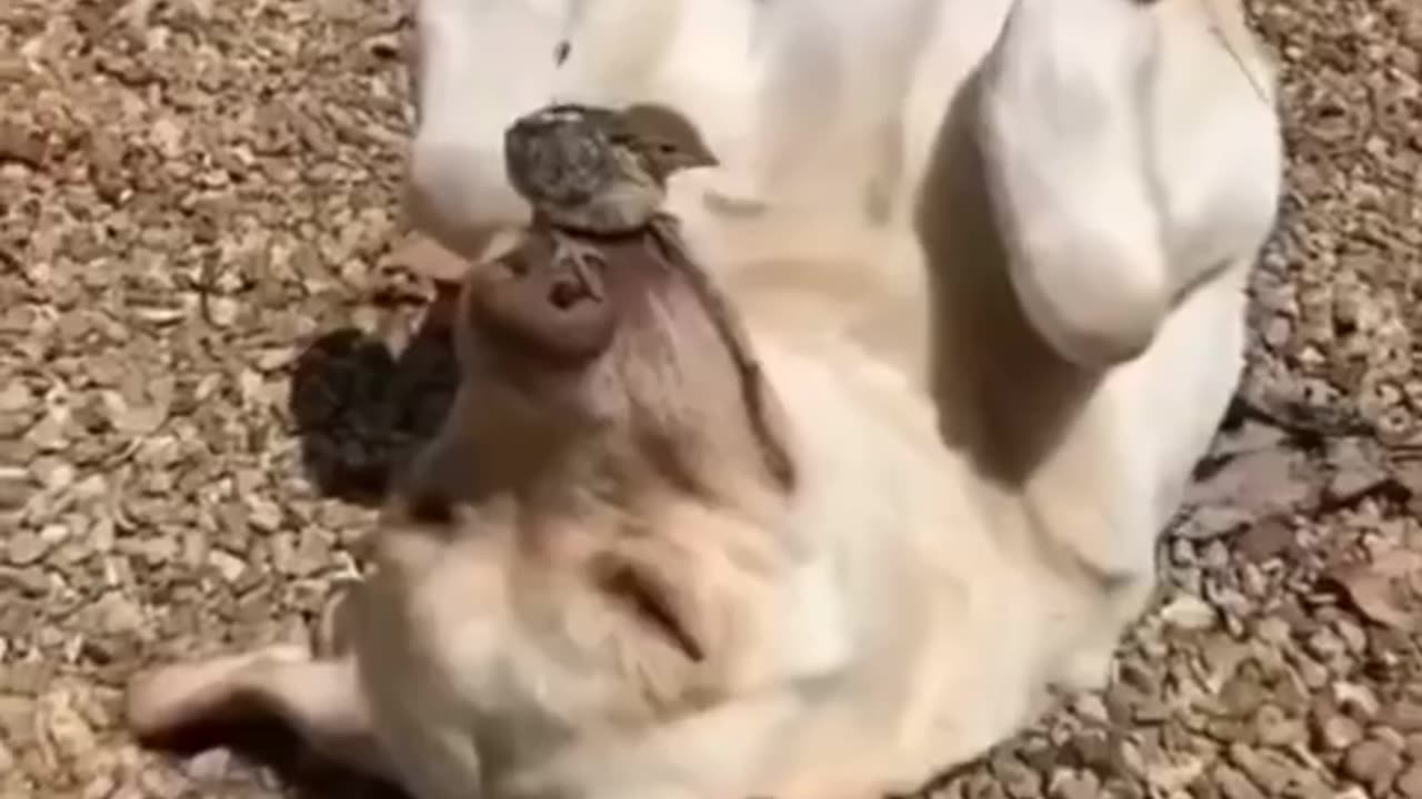 Funny Dogs & Cats