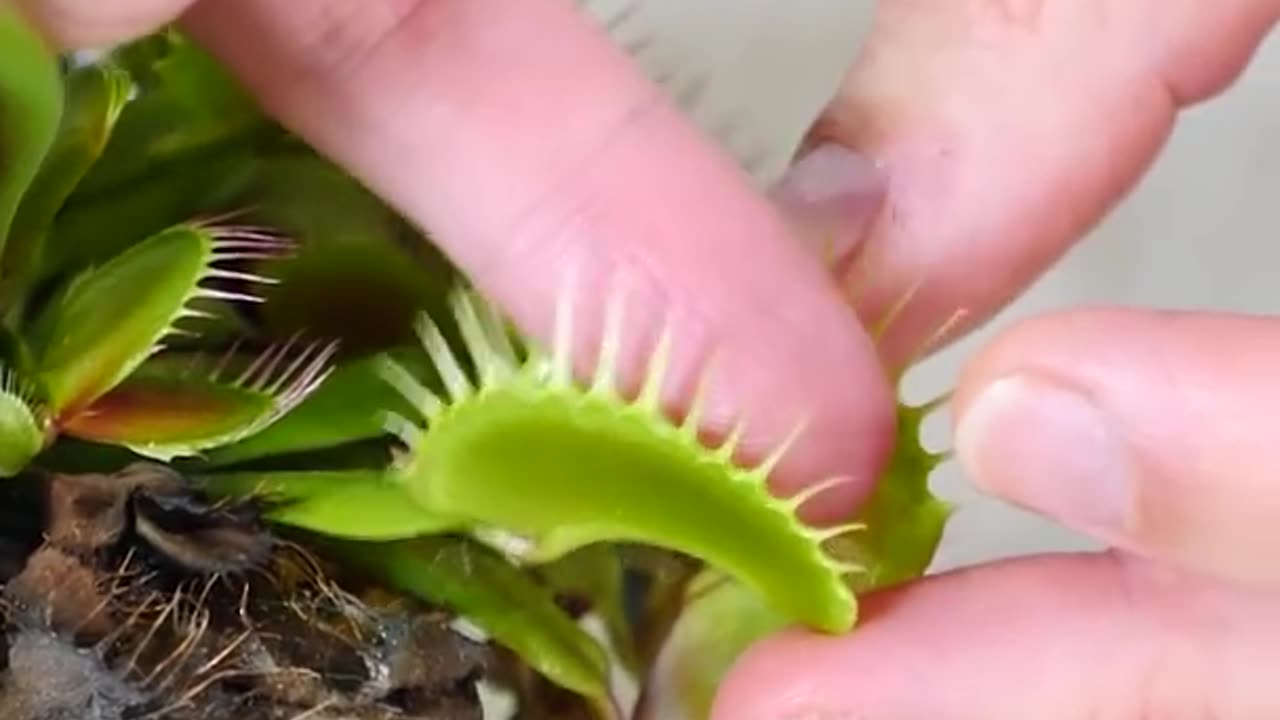 Feeding a Venus Flytrap Human Blood