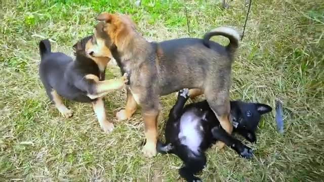 Cute and Funny Dog Videos | Funniest and Cutest Puppies Video