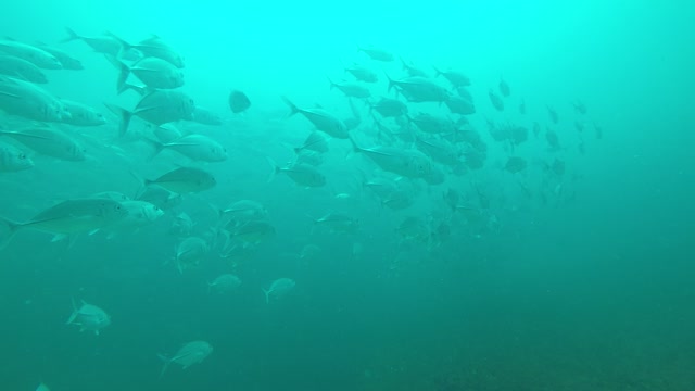 fishes underwater(sea) in thailnad