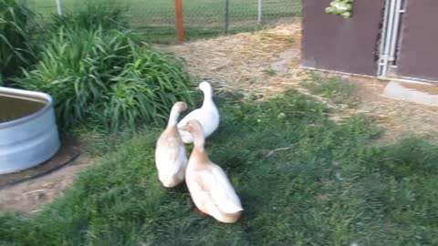Pet Duck is High On Mushrooms...