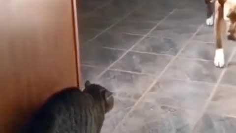Mastikhor cats