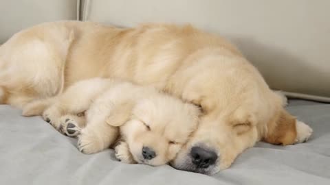 Golden Retriever Puppy Can't Sleep Without Dad