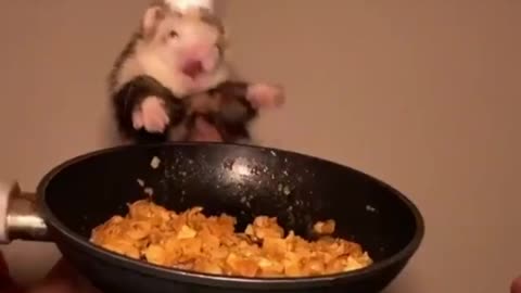 Funny animal (Hamsters)