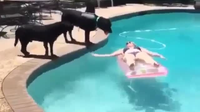 Dog: Swimming with you