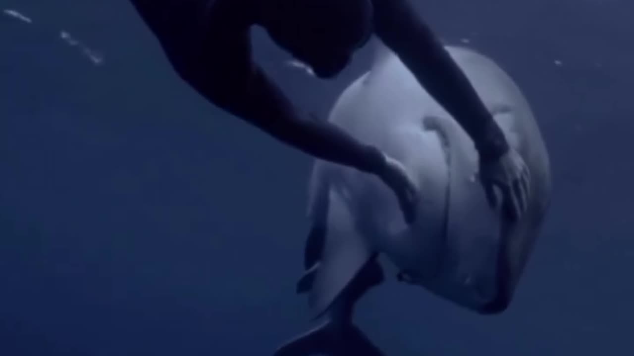 Playing With a Shark