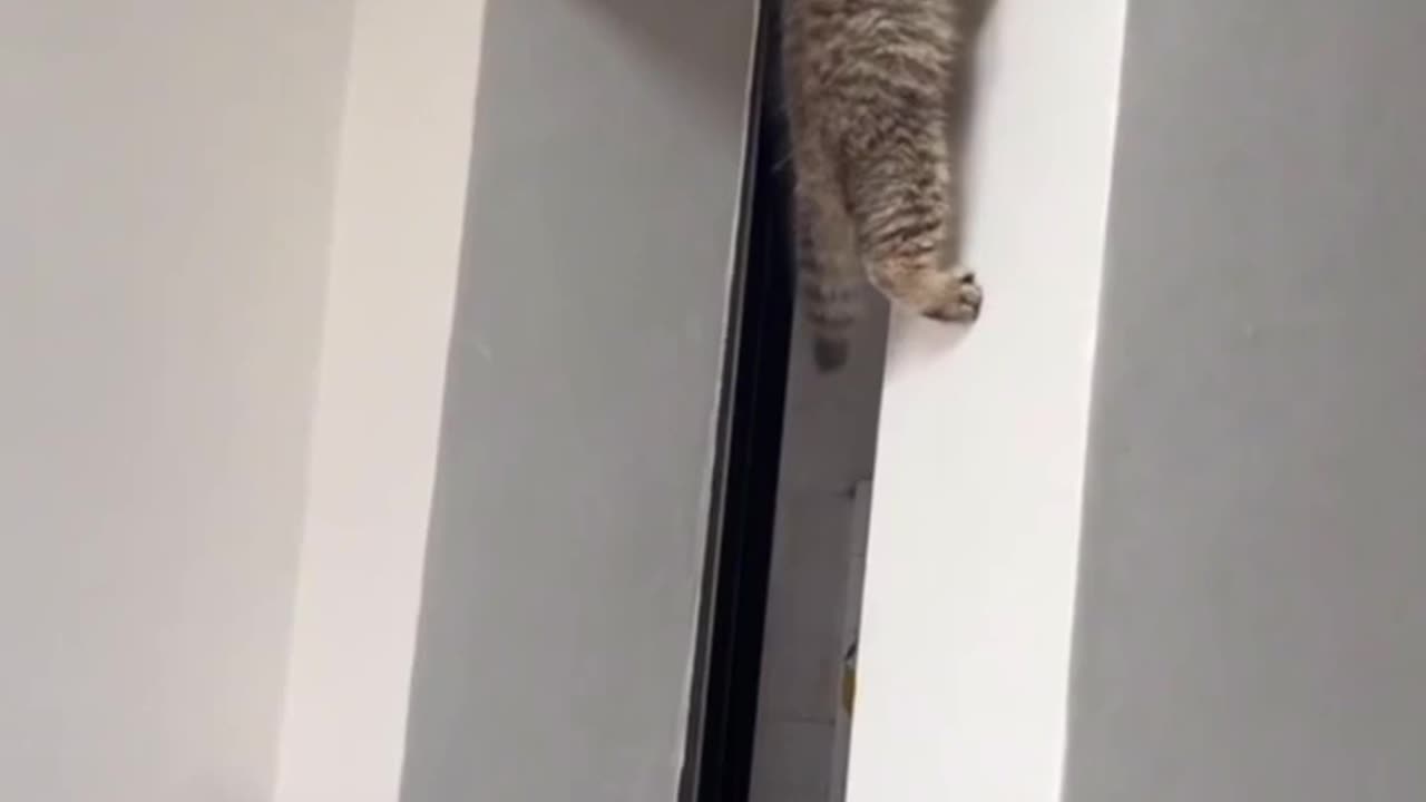 Only Cat Lovers will understand and If you love this clip