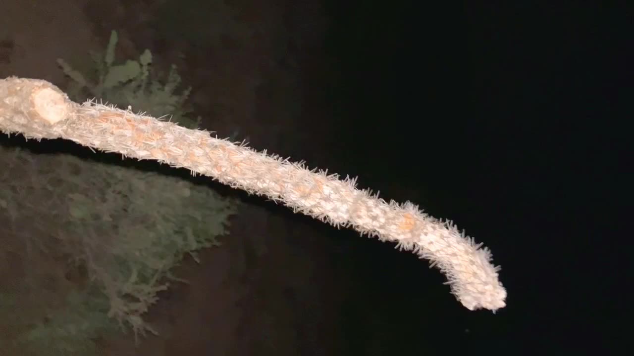 Super 🌝 moon cholla cactus