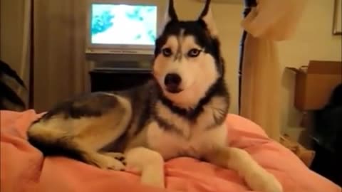 Los 10 mejores videos divertidos y lindos de perros