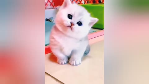 Funny Cat and dog Funny Short training videos