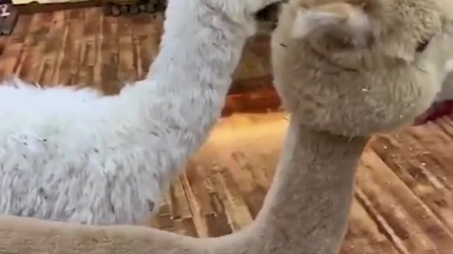 #foryou #funny #happy #funnypet #pet #cute #funnyanimal #laugh #alpaca #food
