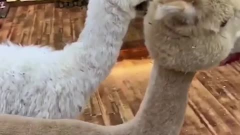 #foryou #funny #happy #funnypet #pet #cute #funnyanimal #laugh #alpaca #food