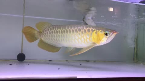 very beautiful collection of arwana fish