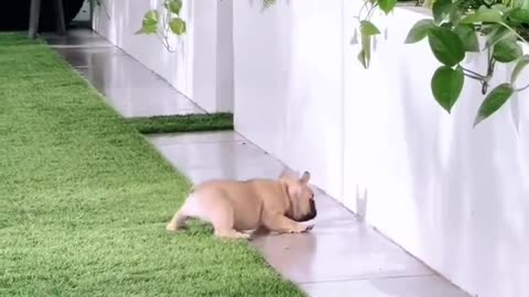 Dog Playing with his shadow