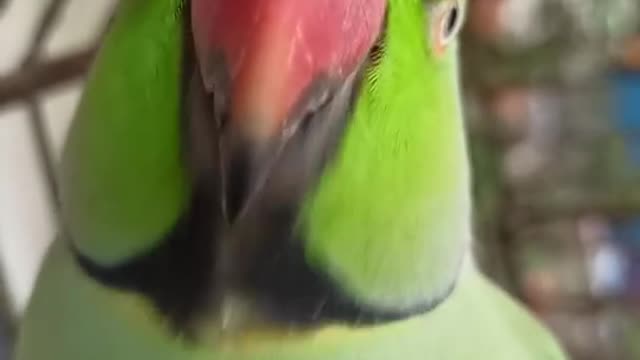Funny talking parrot, talking parrot, cut parrot, wonderful parrot, incredible parrot