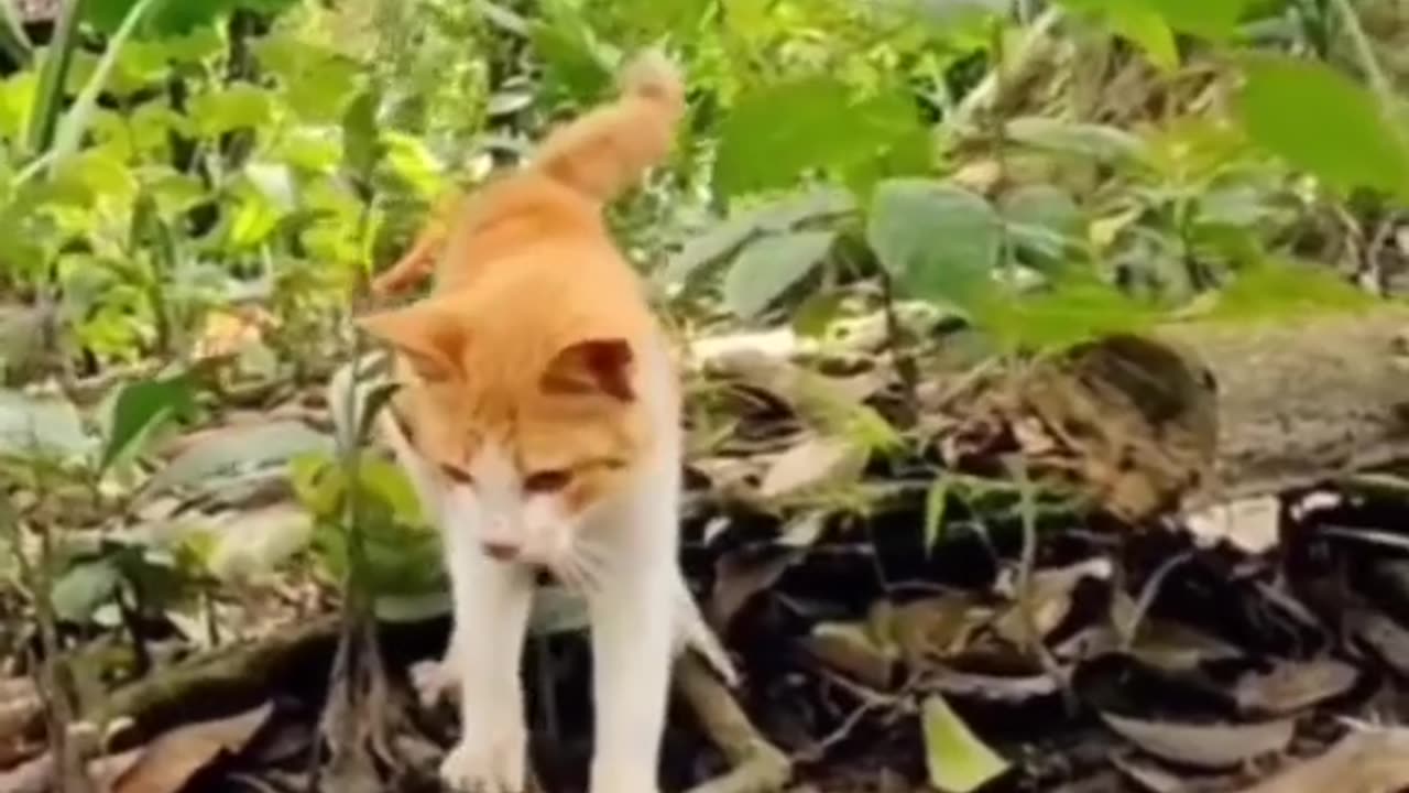 Cat Vs Snake