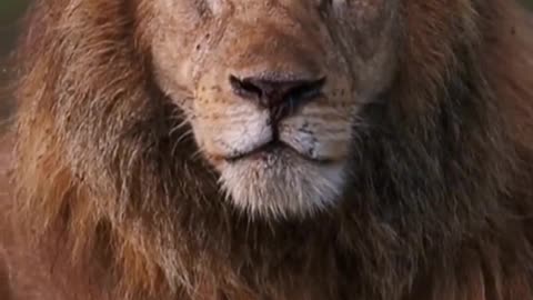 The lion