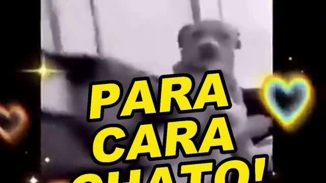 Cara chato!