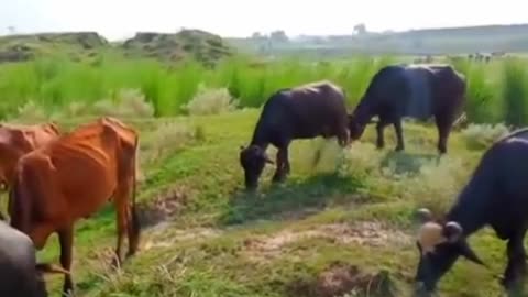 Real cow 🐄 suparhit scene part-2. असली गाय बैल सुपरहिट सीन।